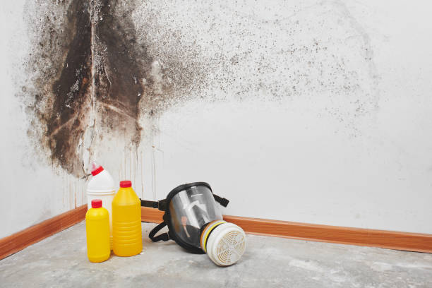 Best Best Mold Removal Companies  in St Albans, VT