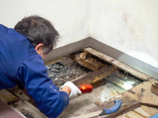 Best Residential Mold Removal  in St Albans, VT