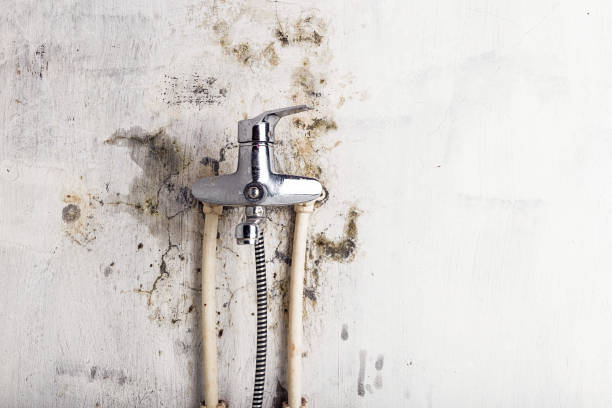 Best Professional Mold Removal  in St Albans, VT