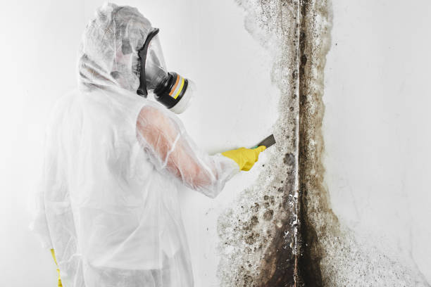 Best Commercial Mold Removal  in St Albans, VT