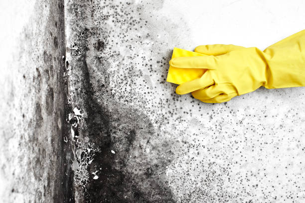 Best Mold Testing  in St Albans, VT