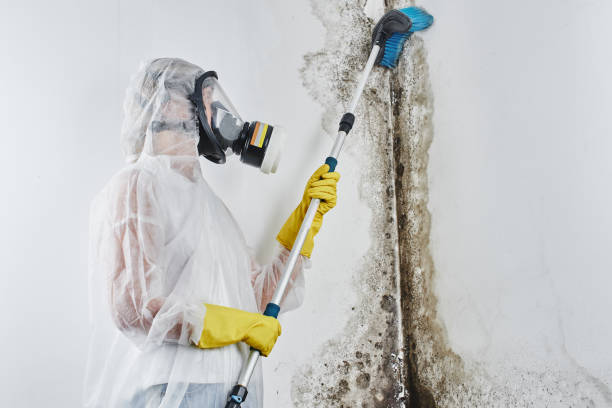 Best Local Mold Removal Service  in St Albans, VT