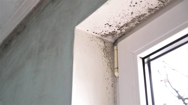 Best Home Mold Removal  in St Albans, VT