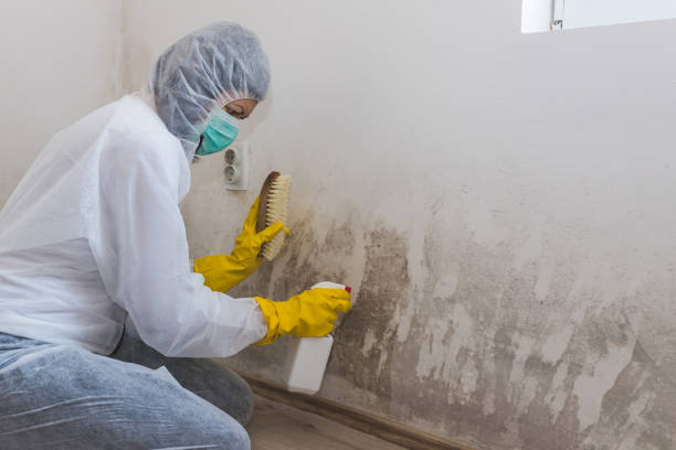 Best Mold Damage Repair  in St Albans, VT