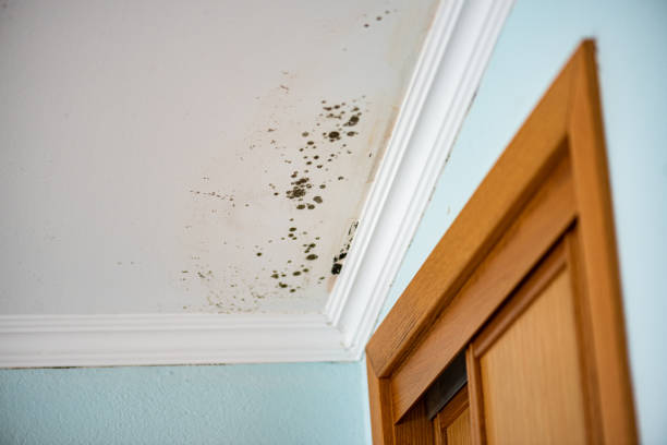 St Albans, VT Mold Removal Company