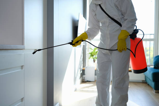 Best Fast Mold Removal  in St Albans, VT