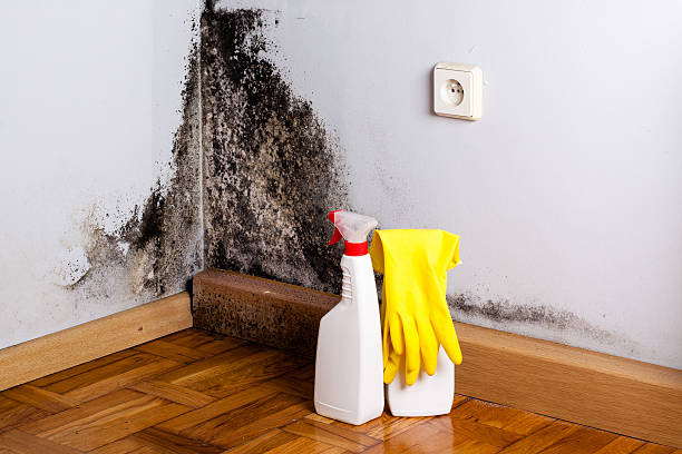 Best Same-Day Mold Removal  in St Albans, VT