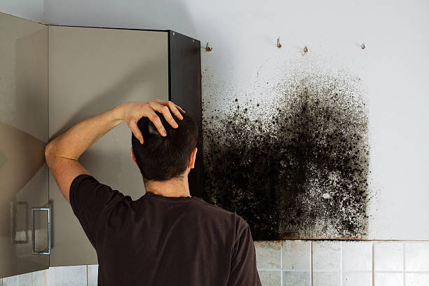 Best Mold Testing  in St Albans, VT