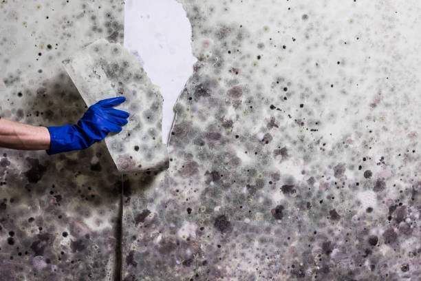Best Emergency Mold Removal  in St Albans, VT