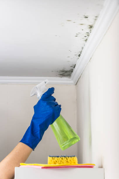 Best Certified Mold Removal  in St Albans, VT